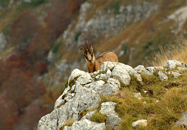 Camoscio d''Abruzzo Rupicapra pyrenaica ornata